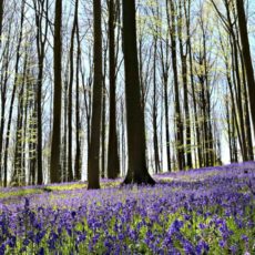 Jacinthes sauvages bois de Hal