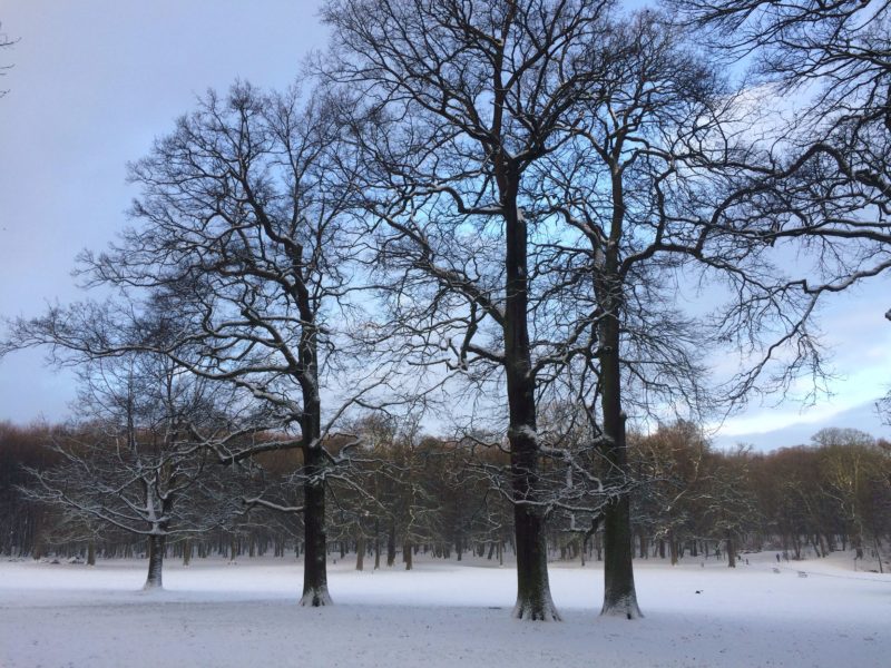 bois de la cambre bruxelles