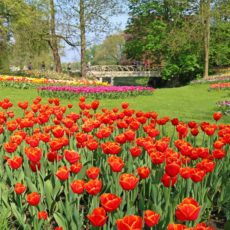 Floralia Grand Bigard 2019