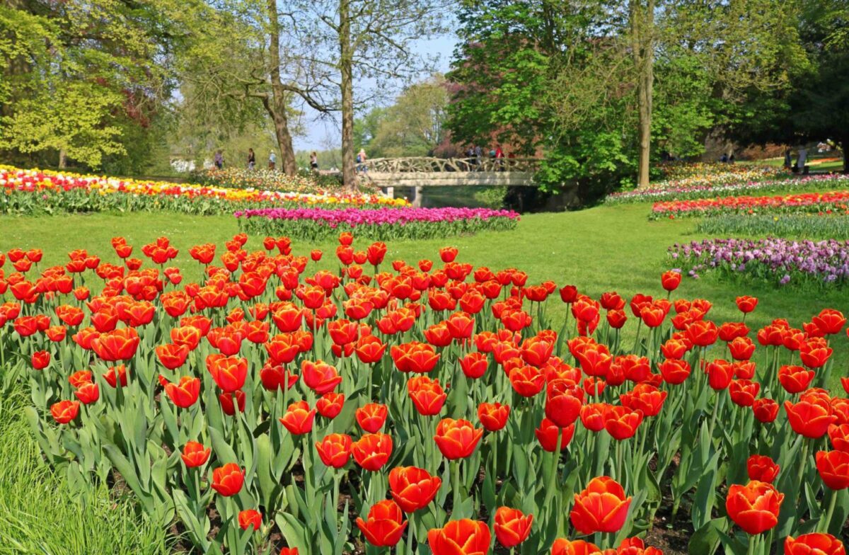 Floralia : les tulipes du château de Grand Bigard - Vivre à Bruxelles
